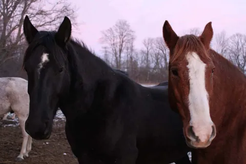 Black and chestnut horses at Big Creek Stables in Caledonia