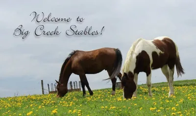 Two horses grazing in a flowered pasture at Big Creek Stables in Caledonia
