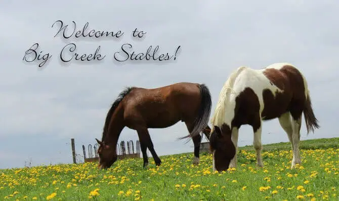Two horses grazing in a flowered pasture at Big Creek Stables in Caledonia