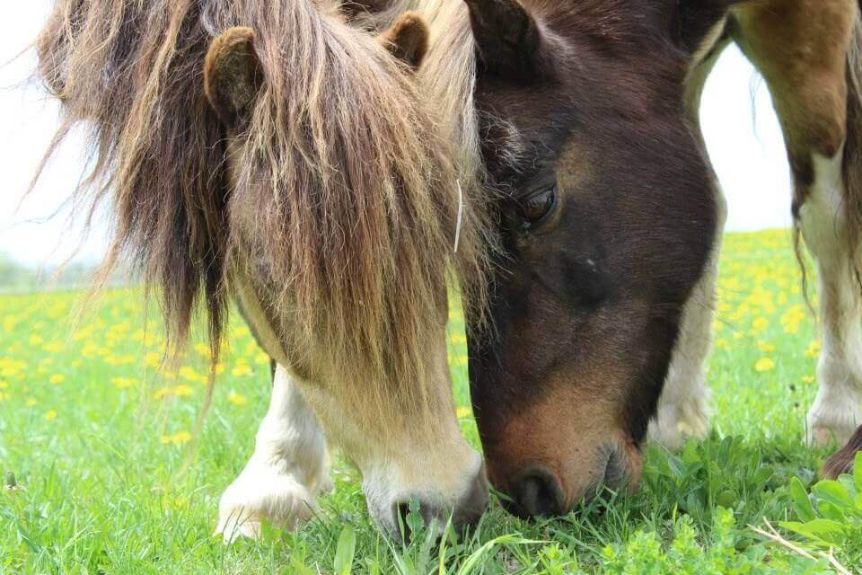 Hamilton Pony Rides