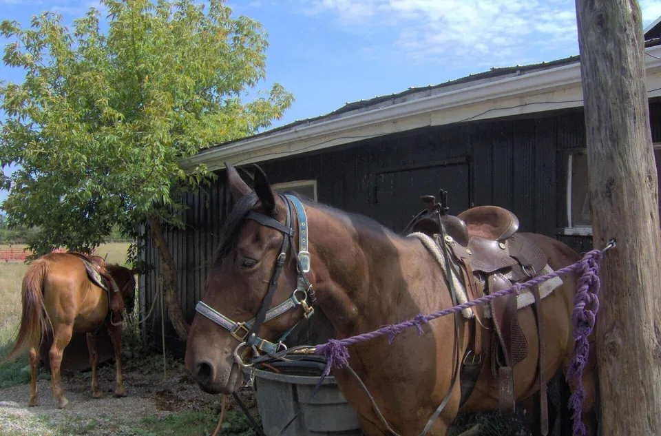 Saddled horses ready for a guided trail ride at Big Creek Stables