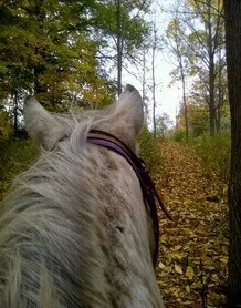 View from horseback on a wooded autumn trail at Big Creek Stables